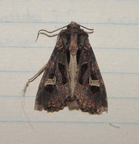 Réf. 194 055 : Trigonophora flammea
